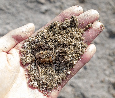 真砂のアップ Loc. 福島県石川町 